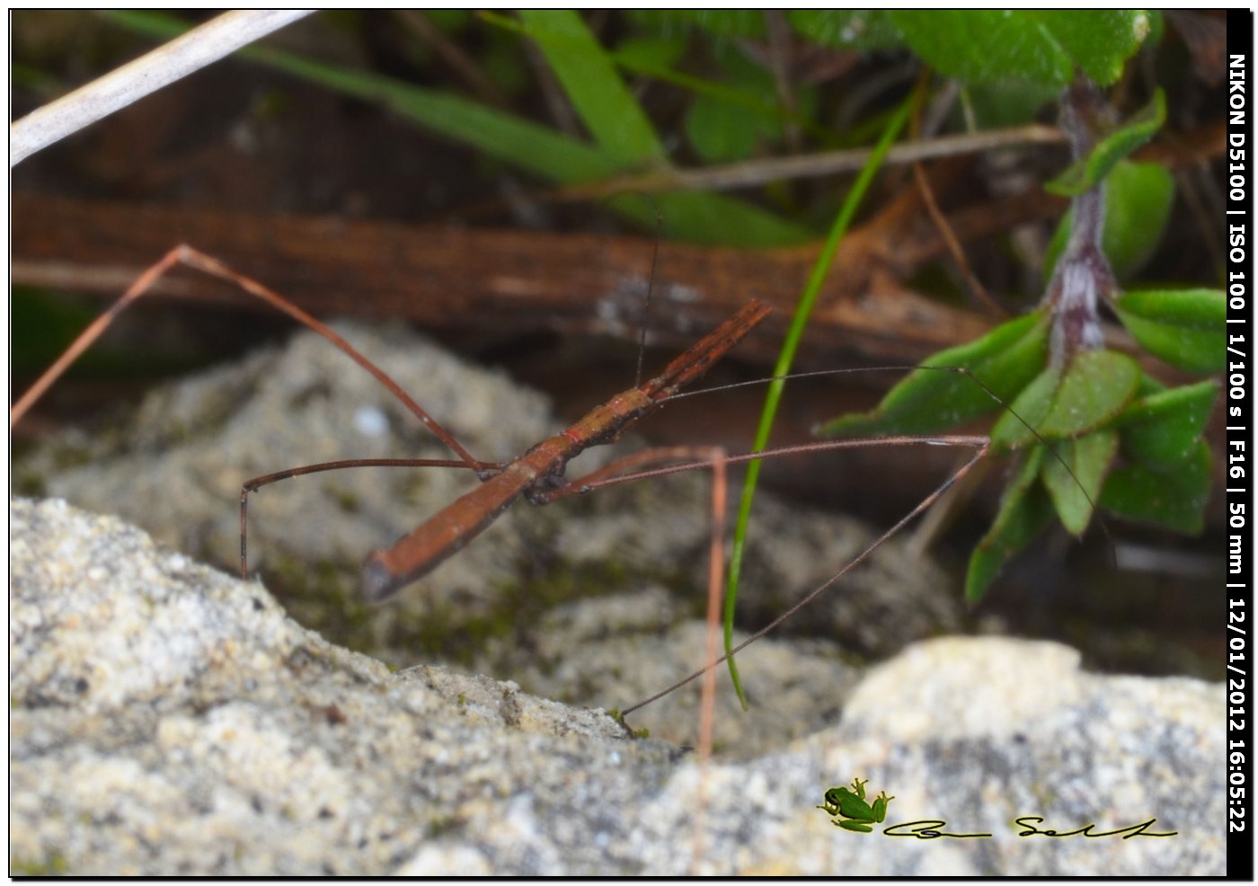 eterottero Reduviidae Emisinae della Sardegna